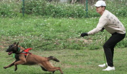 警犬训练视频,从基础到实战的蜕变之旅